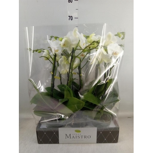 Phalaenopsis   ...white