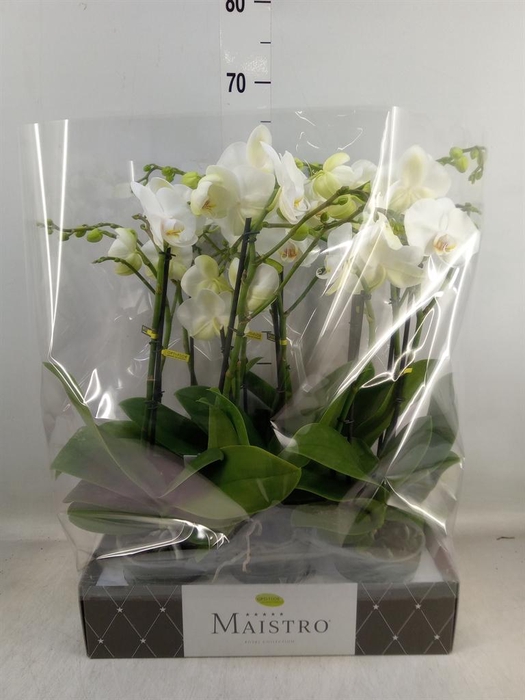 <h4>Phalaenopsis ...white</h4>