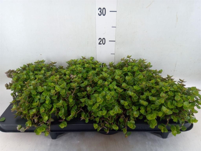 <h4>Callisia repens</h4>