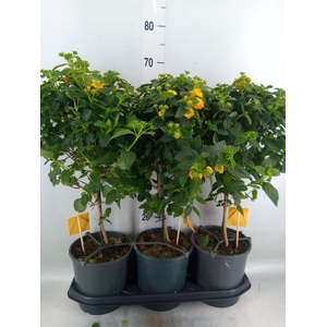 Lantana camara 'Simon Orange'