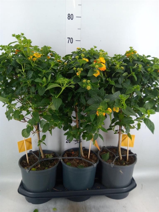 <h4>Lantana camara 'Simon Orange'</h4>