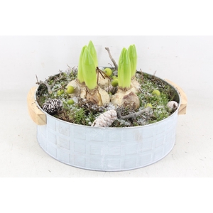 arr4 Hyacint PL - Zink modern XL