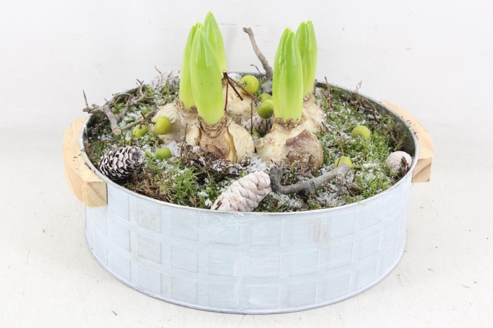 <h4>arr4 Hyacint PL - Zink modern XL</h4>