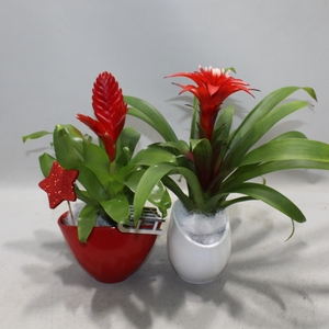 Coupe Borabora Rood/Wit