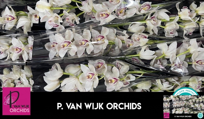 <h4>CYMB T CASCADE</h4>