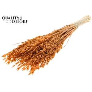 Avena Premium per bunch Terracotta