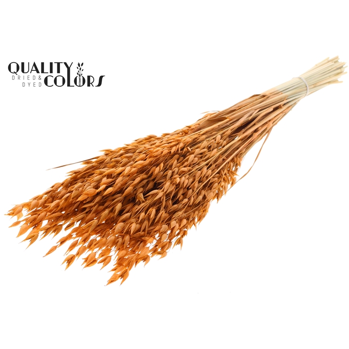 <h4>Avena Premium per bunch Terracotta</h4>