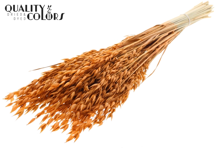 Avena Premium per bunch Terracotta