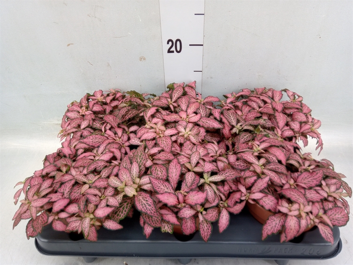 <h4>Fittonia verschaf. 'Pink Star'</h4>