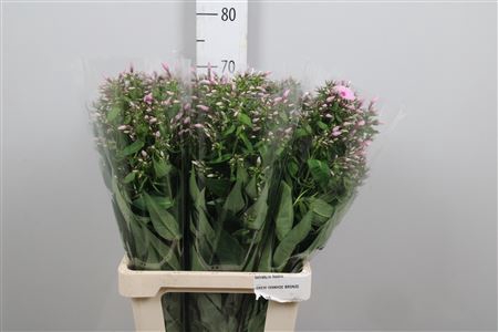 <h4>Phlox P Sweet Lexy</h4>