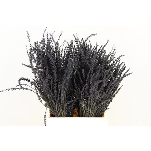 Df Lavender Bs Black