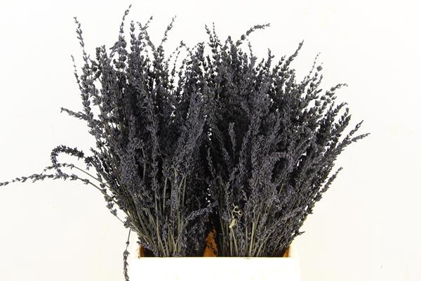 <h4>Df Lavender Bs Black</h4>