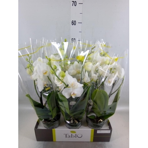 Phalaenopsis   ...white