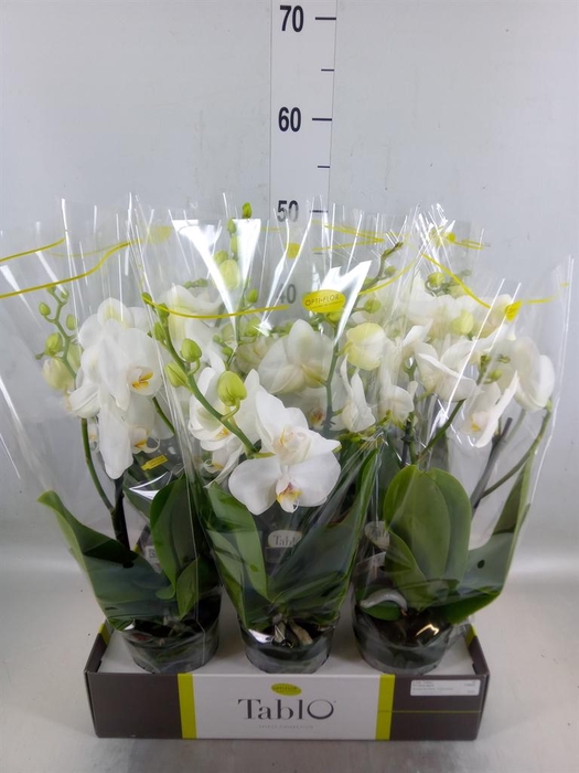 <h4>Phalaenopsis   ...white</h4>