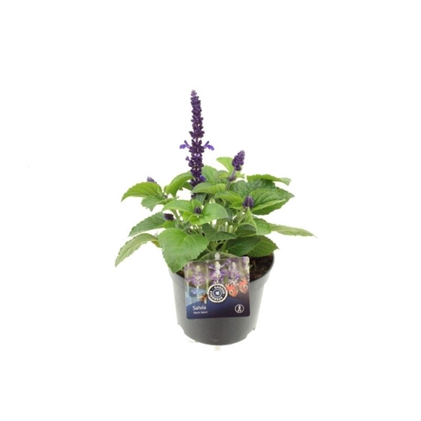 <h4>Salvia Mystic Spires Blue</h4>