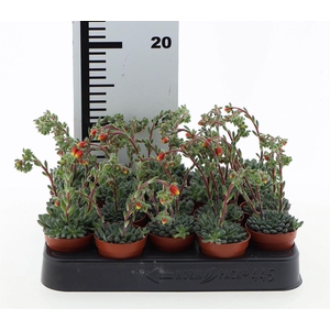 Echeveria   ...