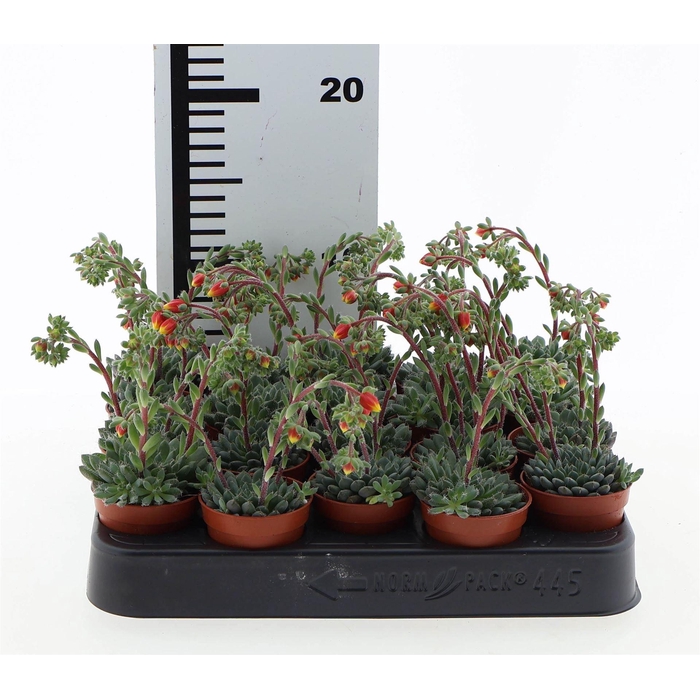 <h4>Echeveria   ...</h4>