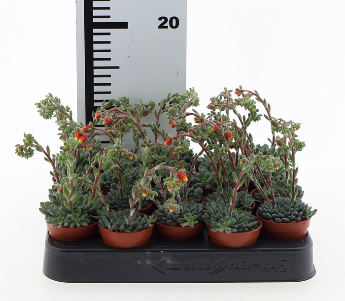 <h4>Echeveria ...</h4>