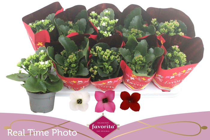 <h4>KAL EN GEM 3 KL</h4>