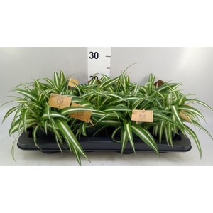 Chlorophytum com. 'Variegatum'