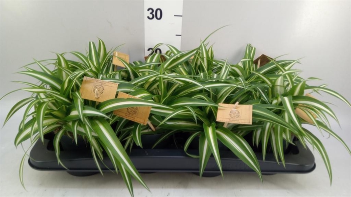 <h4>Chlorophytum com. 'Variegatum'</h4>