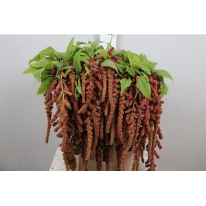 Amar Ca Coral Fountain