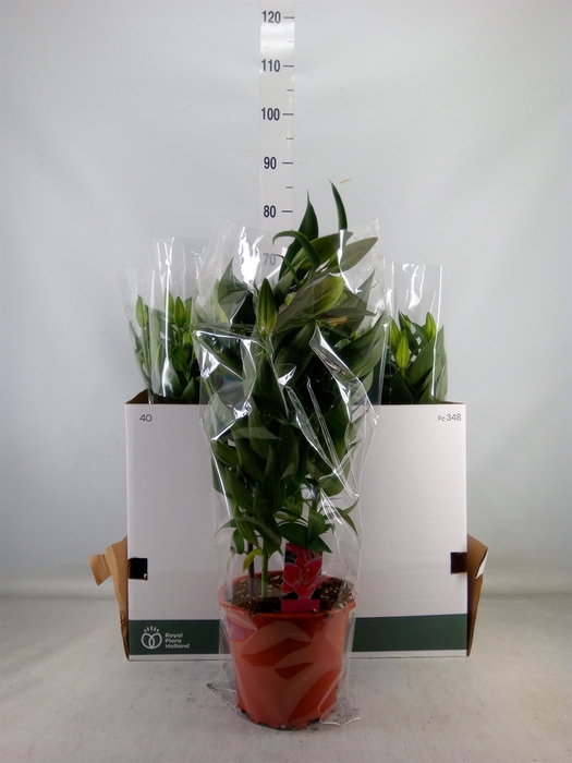 <h4>Lilium ori.  'After Eight'</h4>