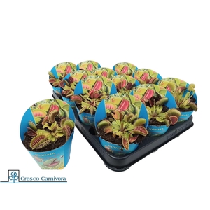 DIONAEA MUSCIPULA