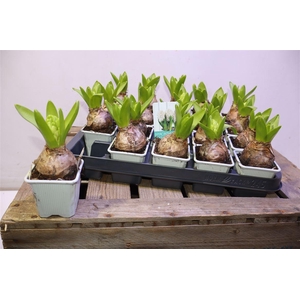 arr8 Hyacin White Pearl