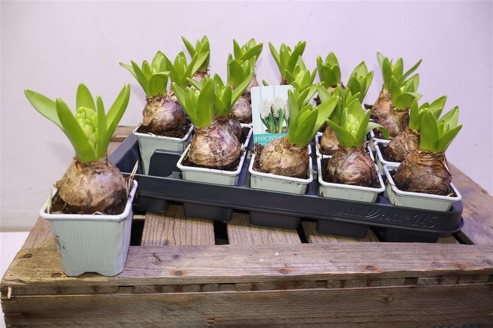 <h4>arr8 Hyacin White Pearl</h4>