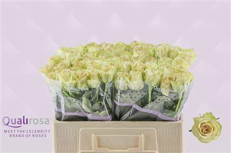 <h4>R GR HYPNOSE@</h4>