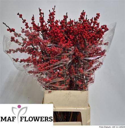 <h4>Ilex Ve Rode Bes</h4>