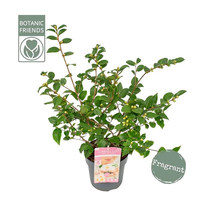 <h4>Camellia ja.'Winter Perfume Pearl'® Premium</h4>