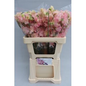 Lathyrus Parfum Salmon