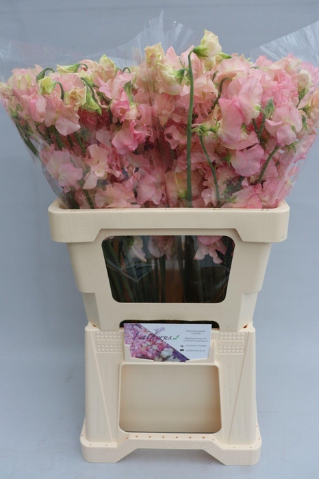 <h4>Lathyrus Parfum Salmon</h4>