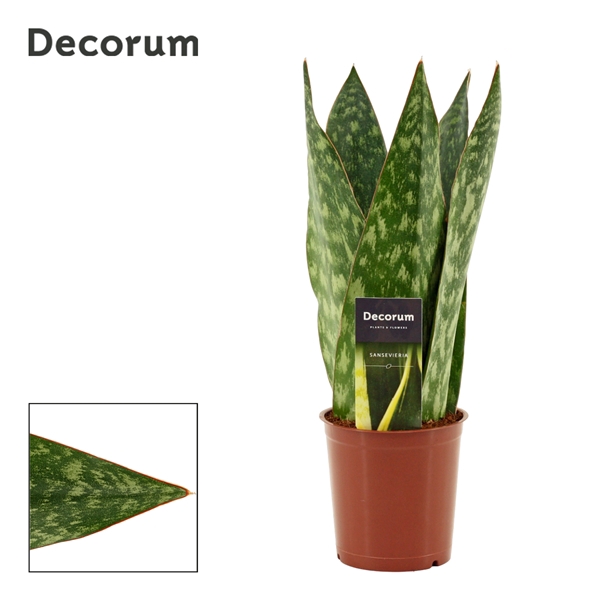<h4>Sansevieria Jamaiquina Queen 12 cm (Decorum)</h4>