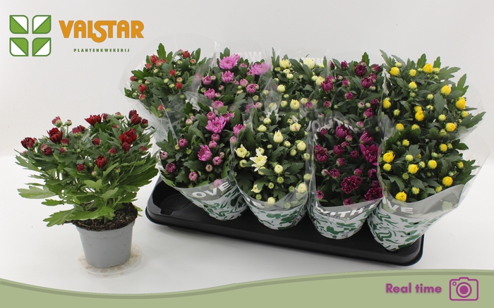 <h4>CHRYS GEM 6 KL</h4>