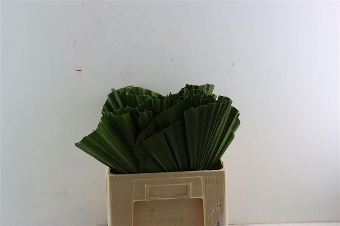 <h4>Washingtonia Leave</h4>