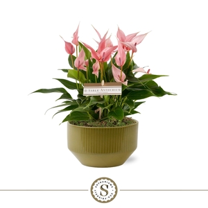 Table Anthurium Schaal Lilli in Lucca Green