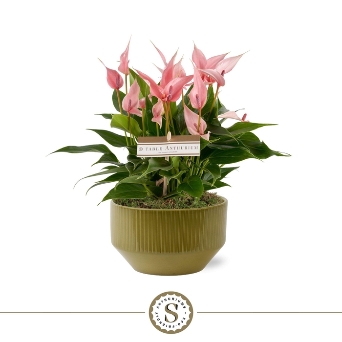 <h4>Table Anthurium Schaal Lilli in Lucca Green</h4>