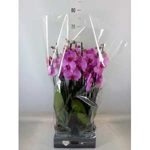 Phalaenopsis  'Ant Orlando'