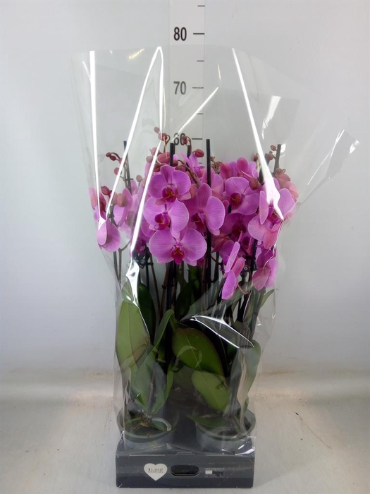 <h4>Phalaenopsis  'Ant Orlando'</h4>