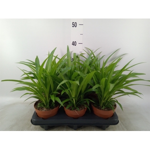 Chlorophytum com. 'Lemon'