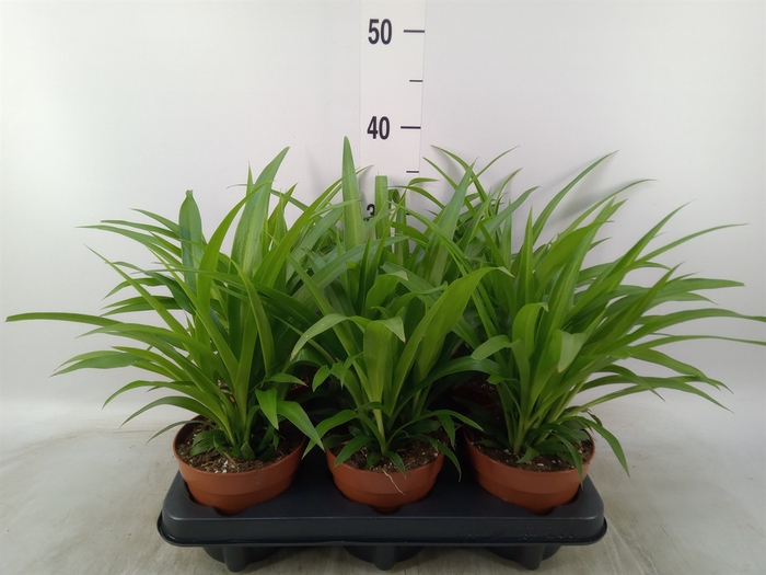 <h4>Chlorophytum com. 'Lemon'</h4>