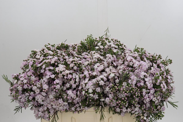 <h4>Chamelaucium Dancing Queen</h4>