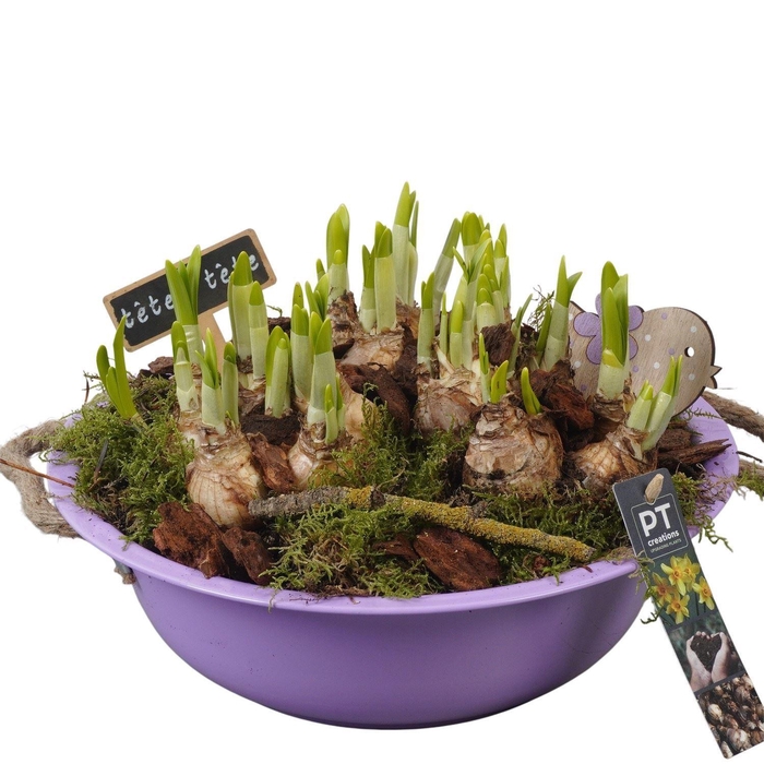 <h4>Arr. Narcissus Tete Tete L%</h4>