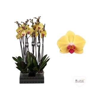 Phalaenopsis Goldion - 2 tak 70cm