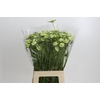 Scabiosa Scoop White
