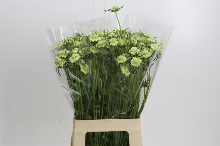 <h4>Scabiosa Scoop White</h4>