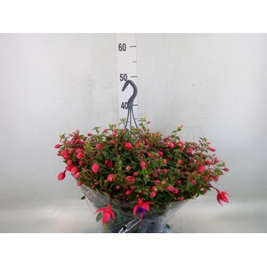 Fuchsia  'Bella Fuchsia Maria'